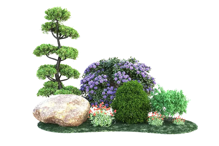A landscaped planting arrangement with a sculpted topiary tree, flowering shrubs and a boulder